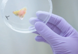 Laboratory-Grown Human Organs