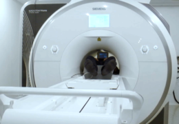 Real-Time MRI