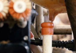 Milking Robots for Healthier Cows